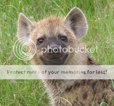 photo hyena_pup1.jpg