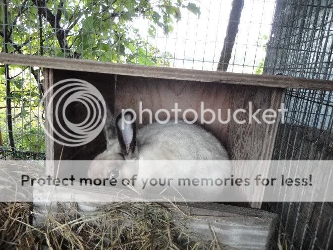 Pictures of rabbits and rabbit cages show me your rabbit cages