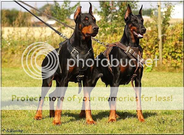 Doberman-Attack-Leather-Dog-Harness-H1-1