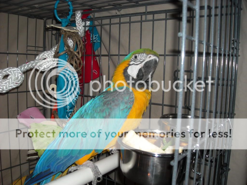 Scissor Beak Avian Avenue Parrot Forum