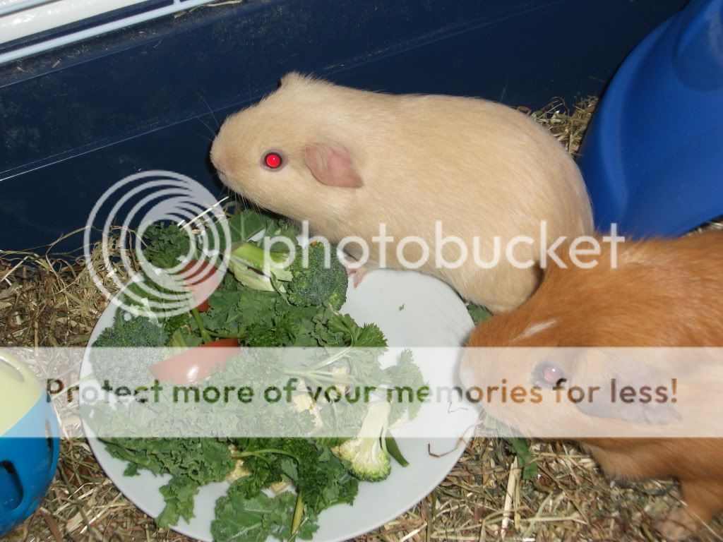 boysdinnertime007.jpg