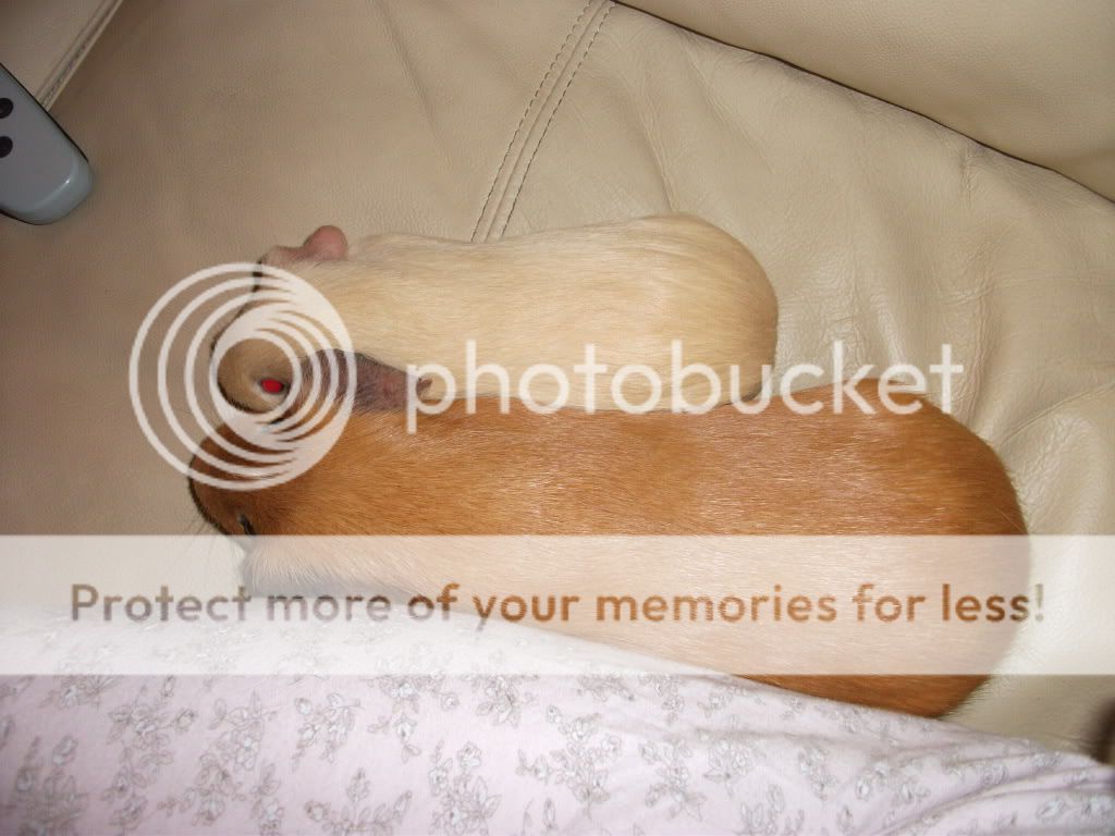 maxwellandmaddoxcuddles005.jpg